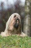 LHASSA APSO 267